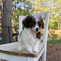 Henry - Parti male Poodle puppy in Florence County, South Carolina from Modern Family Standards