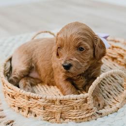 Kacey Musgraves - Red  female Goldendoodle puppy in Lumberton, Mississippi from SouthernDoodlebug/ Utah Doodlebug