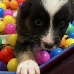 Hurdy Gurdy - Black tri-color female Australian Shepherd puppy in Bennett, Colorado from Alolan Angel Aussies
