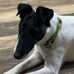 Smooth Fox Terriers from Three Springs