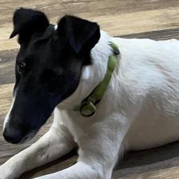 Smooth Fox Terriers from Three Springs