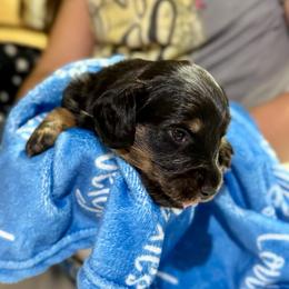 Luigi - Black and tan male Dachshund puppy in El Dorado, Arkansas from LovelylilDoxies