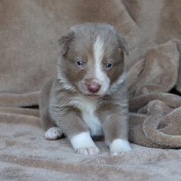 Thor - Lilac male Border Collie puppy in Courtland, Alabama from C Bar C Ranch Border Collies