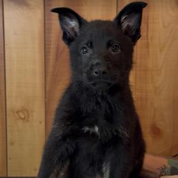 Retro - Black male German Shepherd puppy in Beech Grove, Arkansas from Ze Zadnich lesu