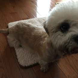 Dandie Dinmont Terrier Puppies from Bonnyrigg