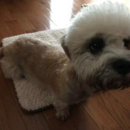 Dandie Dinmont Terrier Puppies from Bonnyrigg