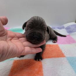 Jasper - Blue male Great Dane puppy in Kannapolis, North Carolina from Carolina Great Danes & Toy Poodles