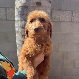 Red - Red  male Goldendoodle puppy in Bakersfield, California from Lavish Doodles