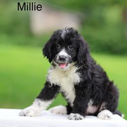Millie - Black and white female Aussiedoodle puppy in Factoryville, Pennsylvania from North Mountain Doodles