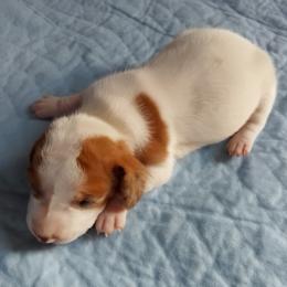 Sawyer - Piebald male Dachshund puppy in Cedar Rapids, Iowa from Paulassillydogs