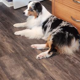 Australian Shepherd and Chow Chow Puppies from Calypso Chow Chows and Australian Shepherds