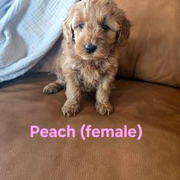 Peach - Red  female Goldendoodle puppy in Mohnton, Pennsylvania from Stony Meadow Puppies