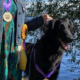 Siren - Flat-Coated Retriever