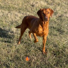 Mac - Labrador Retriever