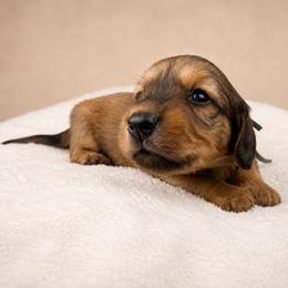 Blue Boy - Chocolate and tan male Dachshund puppy in Crandall, Texas from The Weenie Hut LLC
