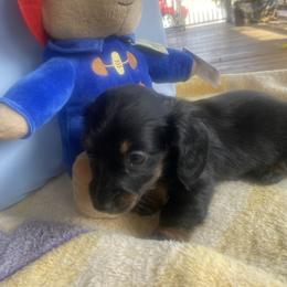 ZUMA - Black and tan female Dachshund puppy in Elizabethtown, Kentucky from Teeny Tiny Puppy Tails