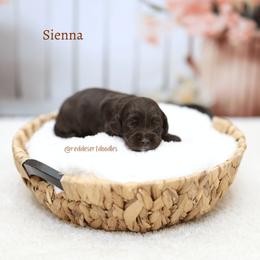 Sienna - Chocolate female Australian Labradoodle puppy in Hurricane, Utah from Red Desert Doodles