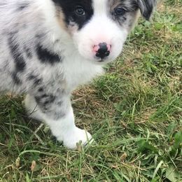 Australian Shepherd Puppies from Shadow's Aussie Crossing