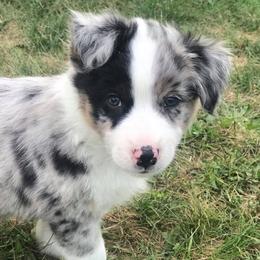 Australian Shepherd Puppies from Shadow's Aussie Crossing