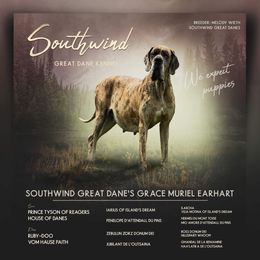 Grace - Great Dane