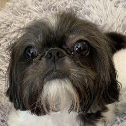 Shih Tzus from My Royal Shih Tzu⚜️