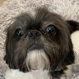 Shih Tzus from My Royal Shih Tzu⚜️