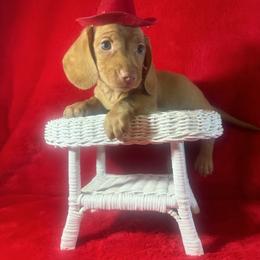 Boy 1 RICKY  red smooth - Red male Dachshund puppy in Polo, Missouri from Blue Tails Farm