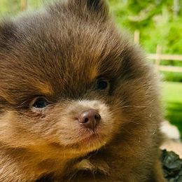 Pomeranians from Dusty Trail Pomeranians