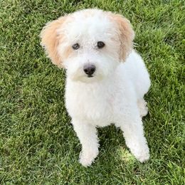 Lola - Poodle
