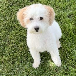 Lola - Poodle