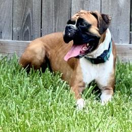Boxers and French Bulldogs from Doggoland