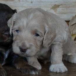Male 3 of 3 - Cream male Goldendoodle puppy in Macedon, New York from Toodles Goldendoodles