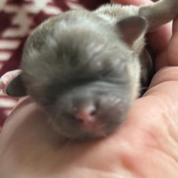 Icee - Blue male Shih Tzu puppy in Sharon, Pennsylvania from Keystone Danes and Shih tzus