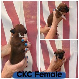 CKC female - Fawn female Boxer puppy in Evington, Virginia from Buffalo Creek Boxers