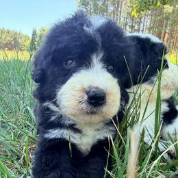 Saint with training - Black and white male Bernedoodle puppy in Boonville, North Carolina from Doods & Dolls