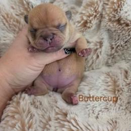 Buttercup - Fawn female French Bulldog puppy in Moses Lake, Washington from Edgewater Frenchies