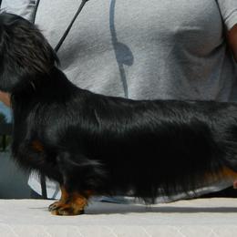 Dachshund All Grown Up from Proud Lake Dachshunds