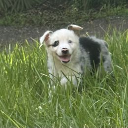 Tanya - Blue merle female Miniature Australian Shepherd puppy in Myakka City, Florida from Gable A Aussies