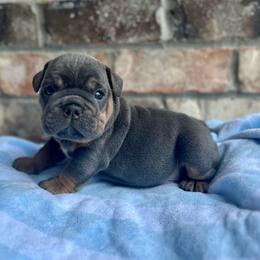 Peter - Blue tri-color male Bulldog puppy in Hernando, Mississippi from Blues City Bulldogs