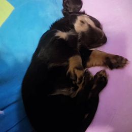 Dachshund Puppies from Harris Hugs and Wiener Wiggles