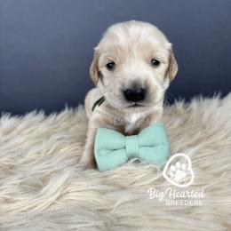 Monaco - Cream male Companion Cross puppy in Utah County, Utah from Big Hearted Breeders