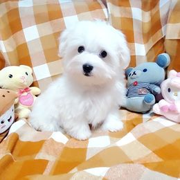 Bumblebee - White male Maltese puppy in Fresno, California from Soua's Pups