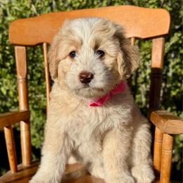 Emma - Gold female Bordoodle puppy in Mancos, Colorado from Mesa View Puppies