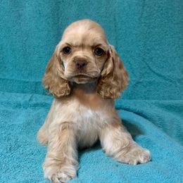 Buff Girl - white collar - Buff female Cocker Spaniel puppy in Delphi, Indiana from Benchmark Cockers