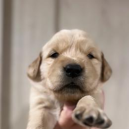 Golden Retriever Puppies from Shupe’s Sweet Southern Goldens
