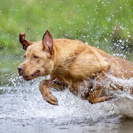 Rye - Labrador Retriever