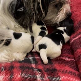 Biewer Terrier and Yorkshire Terrier Puppies from York Town California