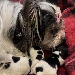 Biewer Terrier and Yorkshire Terrier Puppies from York Town California