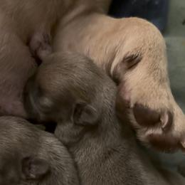 Blue Fawn Girl - Blue fawn female French Bulldog puppy in Gulf Breeze, Florida from SW Frenchies