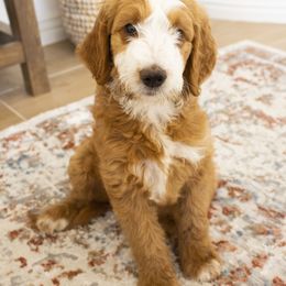Goldendoodle, Irish Doodle, Labradoodle, and Poodle Puppies from Desert Doodles